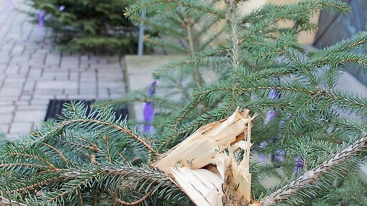 Geknickt waren erst die Bäumchen an der Kirche, dann die Konfirmations-Kinder ob der Freveltat in Rentweinsdorf. Foto: Ralf Kestel
