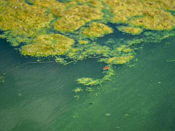 Badeverbot am See in Ebing wegen Blaualgen