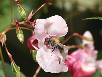 Das Springkraut lockt auch die Bienen an. Die Blüten werden bestäubt und pflanzen sich so explosionsartig fort.Foto: Hofbauer