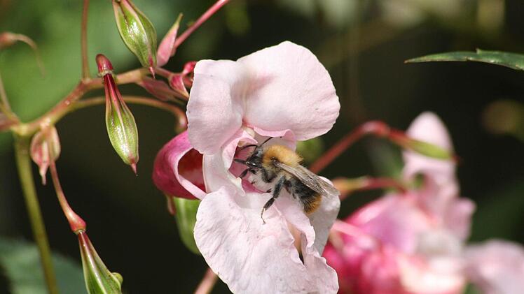 Das Springkraut lockt auch die Bienen an. Die Blüten werden bestäubt und pflanzen sich so explosionsartig fort.Foto: Hofbauer