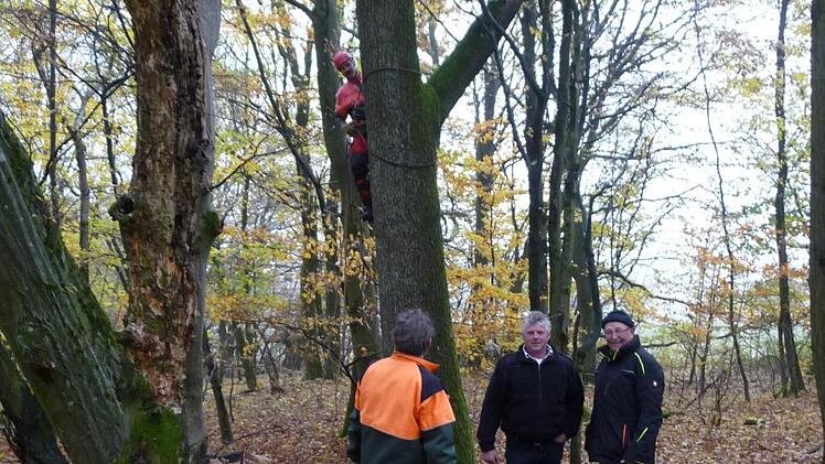 Bau eines Kunsthorstes im Stralsbacher Wald. Foto: Joachim Dahmer