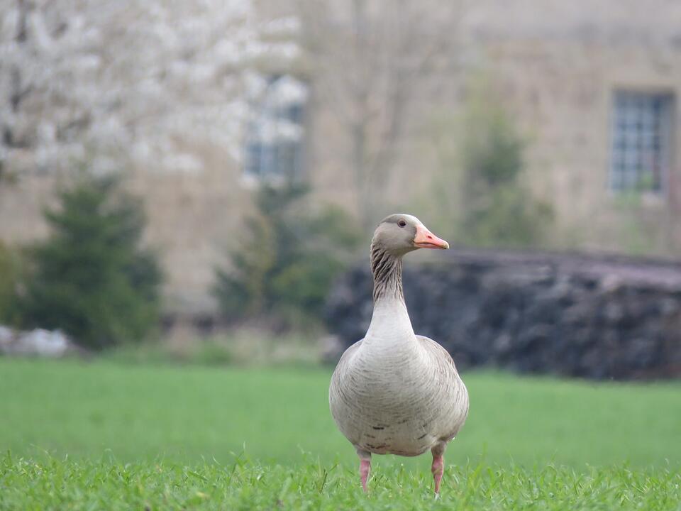 Die schönsten Frühlingsfotos aus Haßfurt und Umgebung