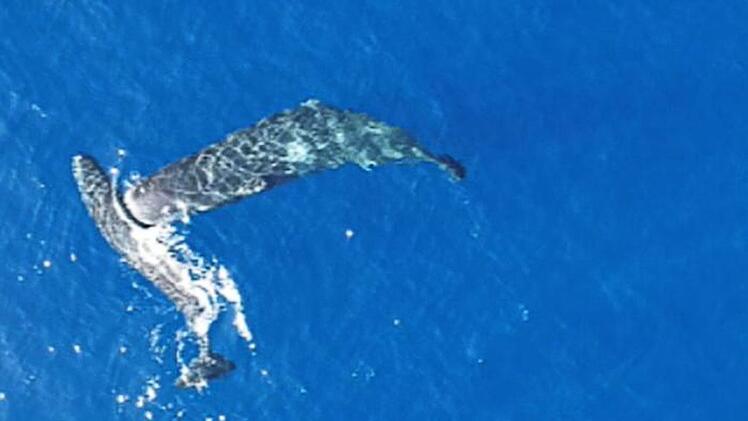 Erstmals gefilmt: Pottwale nutzen Kopf als Rammbock