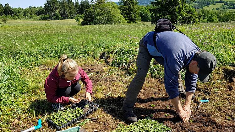 Im Rahmen des Commerzbank-Praktikums engagieren sich die Teilnehmer beim Verein Natur- und Lebensraum Rh&ouml;n auf vielf&auml;ltige Weise, zum Beispiel aktiv in Naturschutzprojekten wie hier im Roten Moor (Sommer 2019).  Foto: Anna-Lena Bieneck