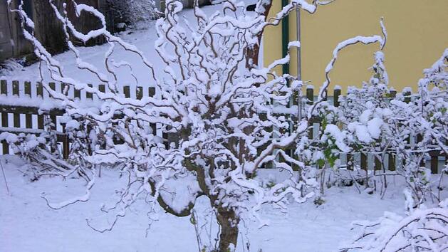 Eine schneebedeckte Korkenzieherhasel. Foto: Ernst Feldmann