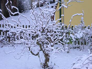 Eine schneebedeckte Korkenzieherhasel. Foto: Ernst Feldmann