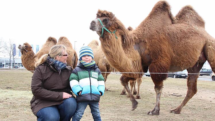 genau Kamelen: "Kamele haben zwei Höcker, Dromedare nur einen Höcker", sagt der vierjährige Max.