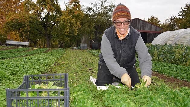 Auf dem Naturlandhof der Familie Pfülb in Fuchsstadt: Eileen Pfülb erntet hier den Feldsalat per Hand.  Fotos: Kathrin Kupka-Hahn