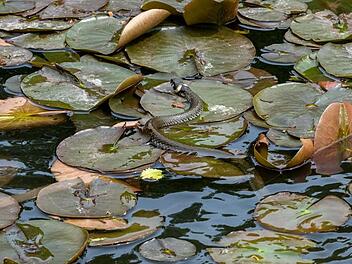 Wasserschlange im Bamberger Hainweiher? Fotograf teilt spannende Aufnahme