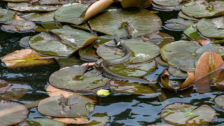 Wasserschlange im Bamberger Hainweiher? Fotograf teilt spannende Aufnahme