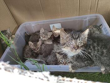 Ausgesetzte Katzen-Babys