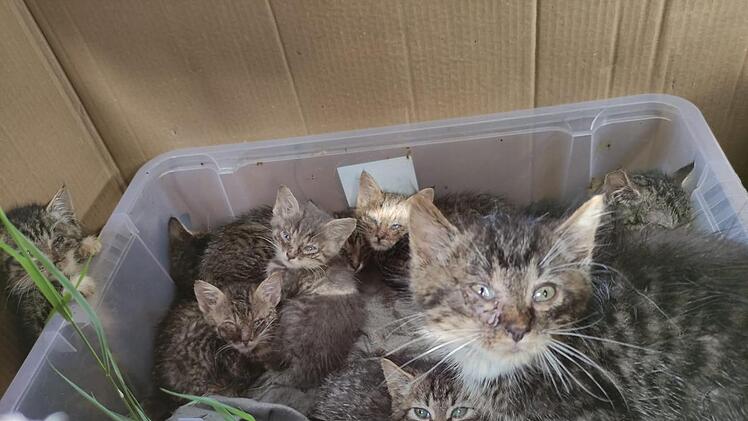 Ausgesetzte Katzen-Babys