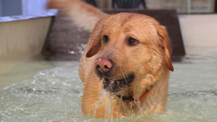 Sam hat sichtlich Spaß im Wasser.  Foto: Diana Fuchs