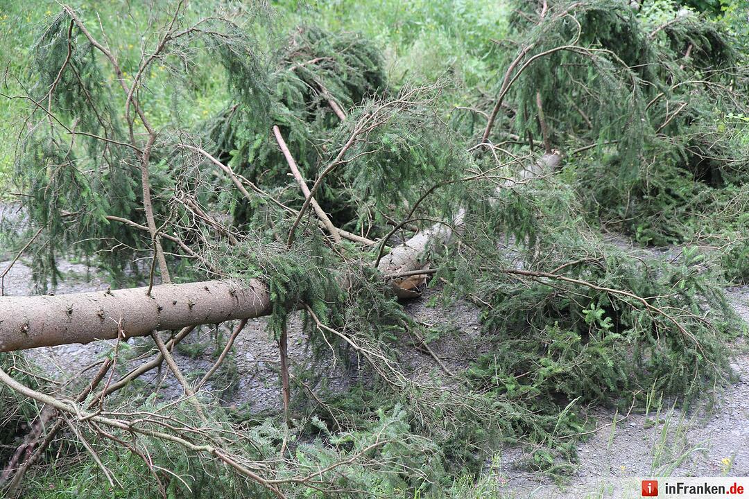 Voloprojekt: Baum fällt
