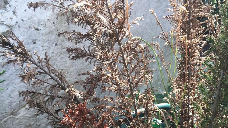 Suchbild, wo ist  der Gießer versteckt?Foto: Anette Schreiber