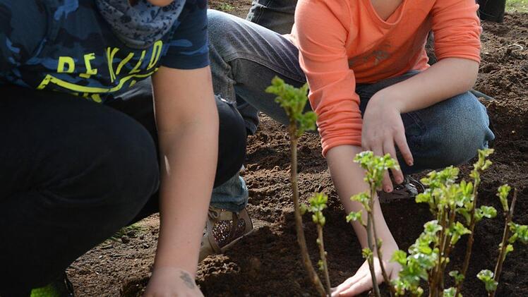 Beerenbeet: Pflanztag mit dem Gartenbauverein Melkendorf Foto: Dagmar Besand