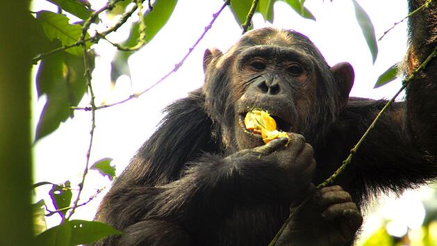 Schimpansen sind vergorenen Stern&auml;pfeln wie verfallen.