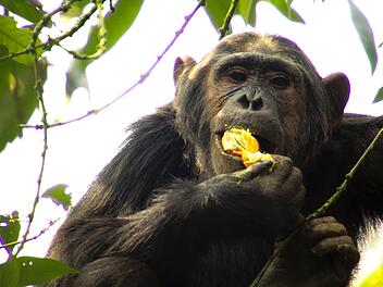Schimpansen sind vergorenen Stern&auml;pfeln wie verfallen.