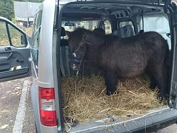 Da staunten die Polizisten nicht schlecht. Auf dem Autobahnparkplatz Lu&szlig;hardt fanden sie ein Pony im Kofferaum. Foto: Polizei Mannheim