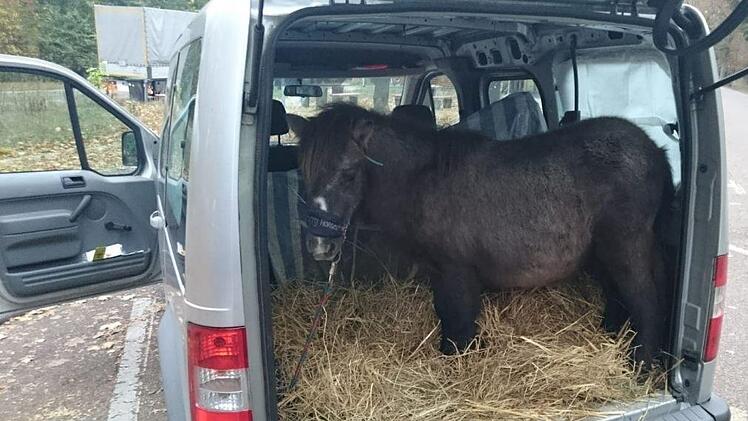 Da staunten die Polizisten nicht schlecht. Auf dem Autobahnparkplatz Lußhardt fanden sie ein Pony im Kofferaum. Foto: Polizei Mannheim