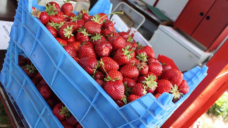 Kistenweise Erdbeeren pflücken sich die Besucher des Feldes.