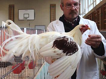 Preisrichter Bernd Lösing nimmt ein Yokohama-Huhn unter die Lupe. Fotos: Johanna Blum