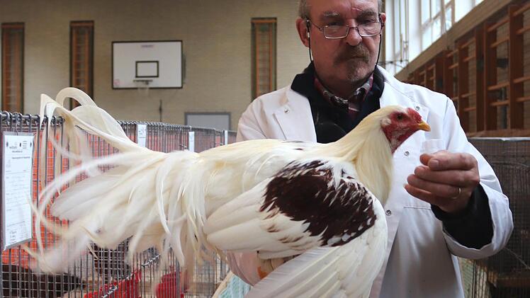 Preisrichter Bernd Lösing nimmt ein Yokohama-Huhn unter die Lupe. Fotos: Johanna Blum