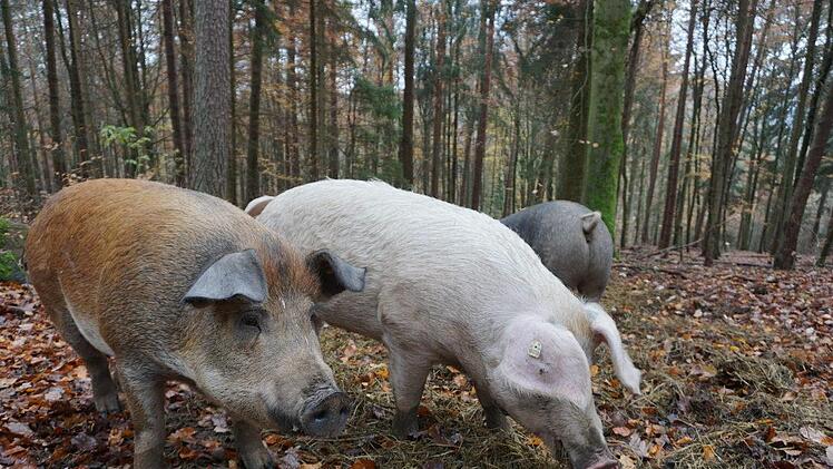 Quietschfidel sind die Rupbodener Eichelmastschweine. Foto: Marion Eckert