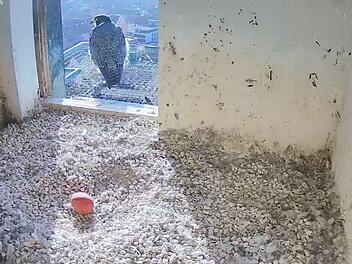 Nürnberg: Wanderfalken auf Kaiserburg legen mehrere Eier - Nachwuchs im Anflug