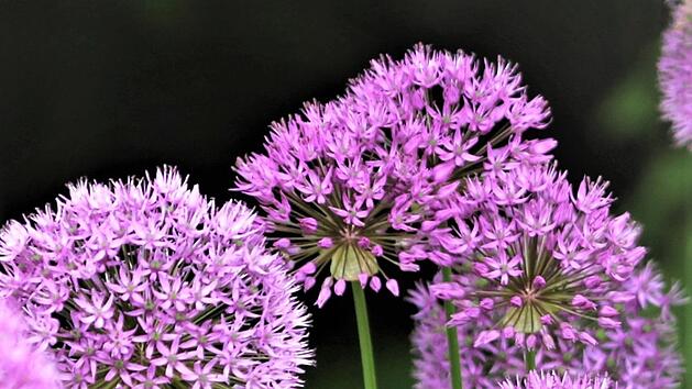 Zierlaucharten, wie der Riesenlauch, lieben n&auml;hrstoffreiche, aber wasserdurchl&auml;ssige B&ouml;den. Nach der Bl&uuml;te ziehen die Pflanzen vollkommen ein. Bild: Josef Schr&ouml;der