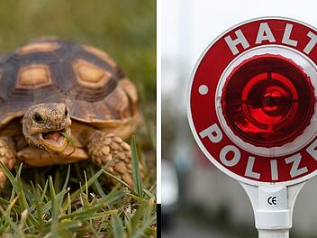 Polizei auf "aufregender Verfolgungsjagd"