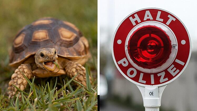 Polizei auf "aufregender Verfolgungsjagd"