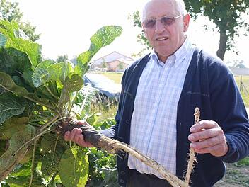 Norbert Kröner aus Poxdorf zeigt eine Meerrettich- Prachtstaude mit drei Fechsern. Foto: Lindner