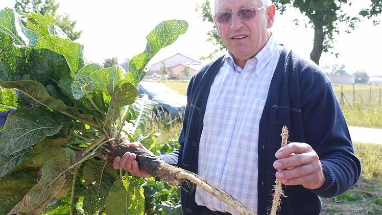 Norbert Kröner aus Poxdorf zeigt eine Meerrettich- Prachtstaude mit drei Fechsern. Foto: Lindner