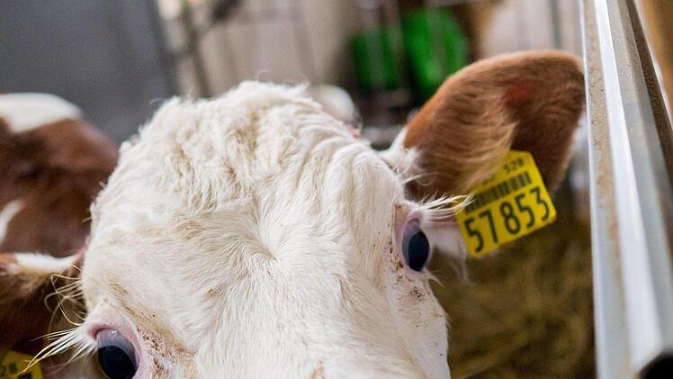 Und der fremde Besuch machte ziemlich neugierig. Foto: Marian Hamacher