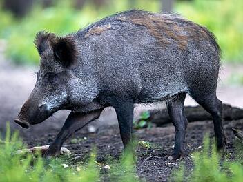 Landkreis Hof hebt Allgemeinverfügung zur Afrikanischen Schweinepest auf Landkreis Hof hebt Allgemeinverfügung zur Afrikanischen Schweinepest auf