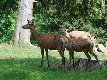 Hirsche gucken im Park, das soll kein Ende haben, finden mehr als 10.000 Facebook-Freunde des Wildparks in Tambach. Foto: Rainer Lutz