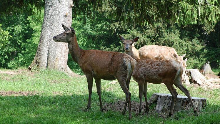 Hirsche gucken im Park, das soll kein Ende haben, finden mehr als 10.000 Facebook-Freunde des Wildparks in Tambach. Foto: Rainer Lutz