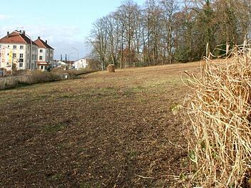 Auf der 8000 Quadratmeter großen Fläche oberhalb der Bayreuther Straße sollen in vier Häusern 60 bis 70 Wohnungen entstehen. Der Baumbestand im Hintergrund soll erhalten werden. Foto: Andreas Oswald