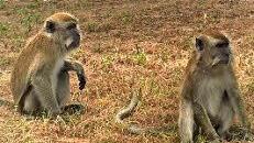 Affen am Strand von Malaysia