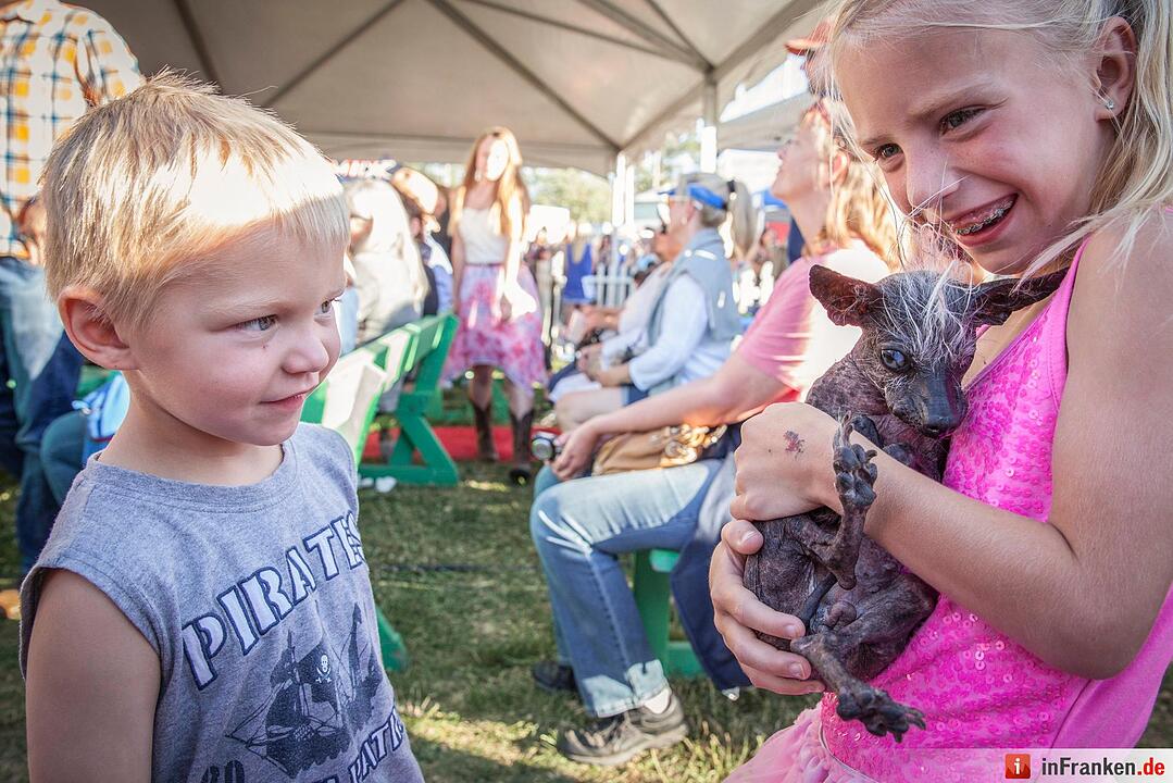 2016 World's Ugliest Dog Contest in California