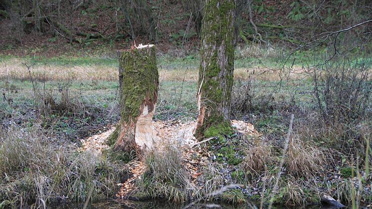 Fast täglich sehen Spaziergänger neue Spuren vom Biber. Foto: Julia Raab
