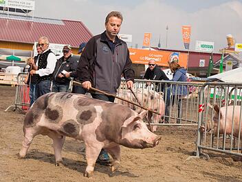 Bernd Eckardt aus Gestungshausen und sein Pi&eacute;train-Eber Max sind beim Zentrallandwirtschaftsfest ausgezeichnet worden.Foto: BBV Coburg