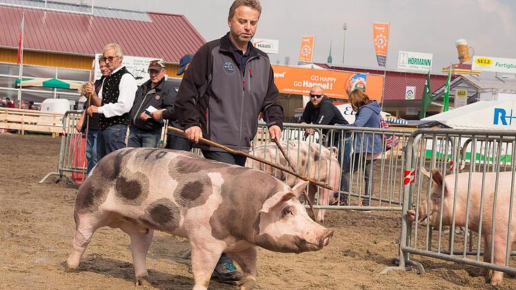 Bernd Eckardt aus Gestungshausen und sein Pi&eacute;train-Eber Max sind beim Zentrallandwirtschaftsfest ausgezeichnet worden.Foto: BBV Coburg