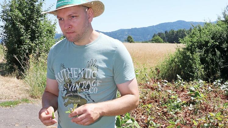 An zwei Stellen am Kreuzberg zeigte Biolandwirt Peter Heller, wie Mitbürger unbedacht durch Ablagern von Grüngut aus dem Garten für ökologische Probleme sorgen. So ist an einer Stelle der Japanknöterich dabei, immer mehr Gelände für sich zu erobern.