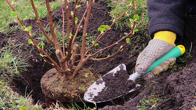 Sträucher pflanzen, Strauch pflanzen, Garten