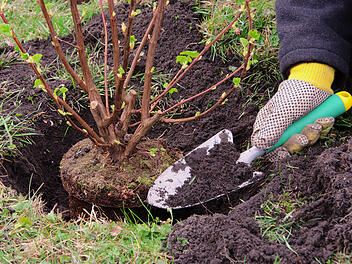 Sträucher pflanzen, Strauch pflanzen, Garten