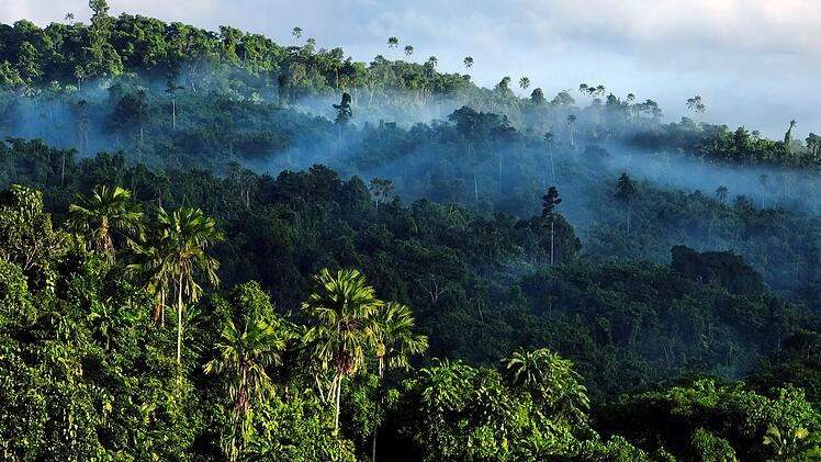 Tropische Regenw&auml;lder, wie dieser in Indonesien, sind die Heimat zahlreicher Tiere und Pflanzen.