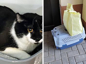 Tierheim Hof: Katze eingeschlossen ausgesetzt - "wissen nicht, wie lange er da drin war"