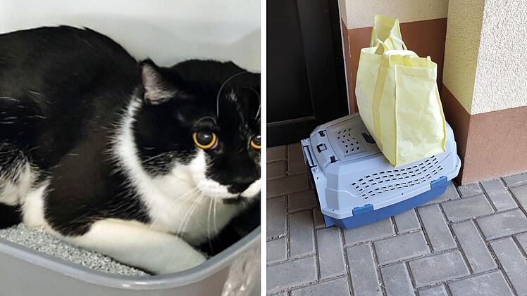 Tierheim Hof: Katze eingeschlossen ausgesetzt - "wissen nicht, wie lange er da drin war"
